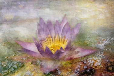 Ätherischer violetter Lotus