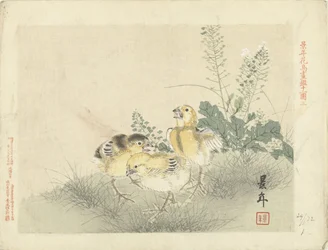 Drei Küken. Blumen- und Vogelskizzen von Keinen