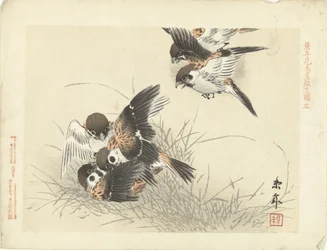 Fünf Spatzen im Kampf (Serientitel: Blumen- und Vogelskizzen von Keinen)