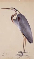 Ein Reiher, ca. 1820