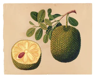 Durianfrucht und Laub, ca. 1815