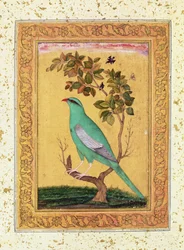 Grüner Vogel, Mughal