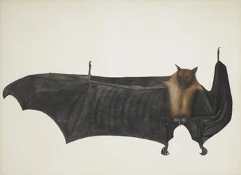Indischer Flughund, auch bekannt als Großer Indischer Flughund; Pteropus Giganteus, ca. 1800