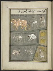 Pflügen; graben; Reis verpflanzen; ernten, 86 Zeichnungen in einem Band, der Berufe und Tätigkeiten in Kaschmir darstellt, Handwerker werden bei der Arbeit mit ihren Werkzeugen und Ausrüstungen gezeigt, von einem Kaschmir-Künstler, wahrscheinlich in Srinag