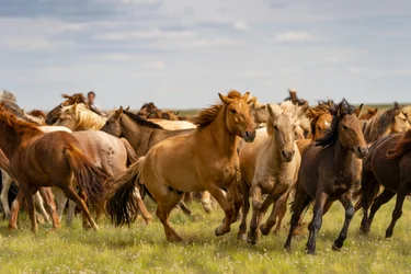Eine Herde Pferde in der Wüste Gobi, Mongolei, 2018 (Foto)