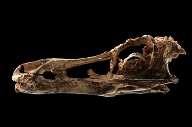 Alvarezsaurier-ähnlicher Dinosaurierschädel am IVPP in Peking, China