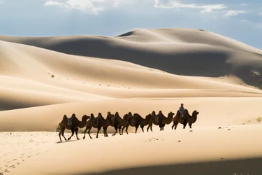 Karawane baktrischer Kamele in den Khongoryn Els im Nationalpark Gobi Gurwansaichan, 2016