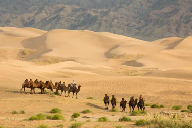 Karawane von Baktrischen Kamelen in der Süd-Gobi-Wüste, Mongolei, 2013 (Foto)
