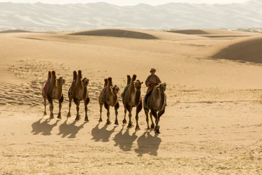 Karawane von Baktrischen Kamelen in der südlichen Gobi-Wüste, Mongolei