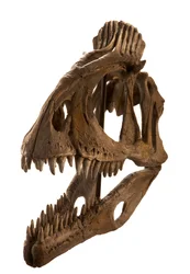 Cryolophosaurus-Abguss am Augustana College, Rock Island, Illinois