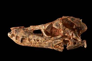 Junggarsuchus sloani, ein Sphenosuchier aus dem mittleren Jura