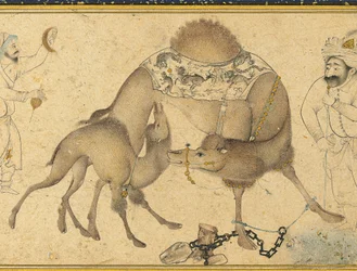 Ein Kamel und ihr Kalb, Safawiden-Iran, 1650-1700