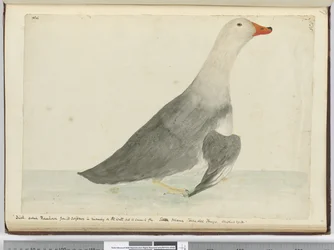 Ente genannt Rennpferd wegen ihrer Schnelligkeit beim Laufen auf dem Wasser, aber sie kann nicht fliegen. Staten Island, Feuerland. Wog 29 Pfund, 1772-75