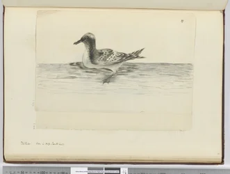 Pintado. Gesehen in hohen südlichen Breiten, 1772-75