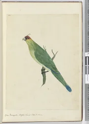 F.3 Grüner Sittich, Norfolk Island & Freundliche Inseln, 1772-75
