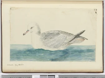 Antarktischer grauer Albatros, 1772-75