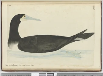 Kormoran aus Neuseeland, der seine Nester in Bäumen baut, 1772-75