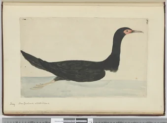 Kormoran. Neuseeland & Staten Island, 1772-75