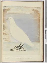 Ein neuer Vogel gesehen auf Staten Island, Feuerland, Jan. 1774. Vermutlich ernährt er sich an Land, 1772-75