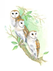 3 Schleiereulen