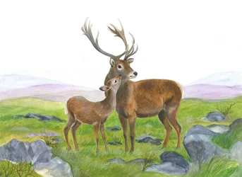 Hirsch und junge Hirschkuh