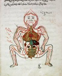 Arabische Medizin: Blutkreislauf und Verdauungssystem, Miniatur aus dem Anatomie-Manuskript Tashrih bi al-Taswir von Mansur ibn Ilyas, 17. Jahrhundert, Istanbul, Universitätsbibliothek