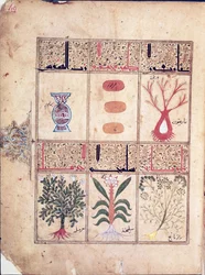 Ms. Arabe 2964 fol.49 Pflanzen aus dem Traktat über Theriak nach Galen, 1217