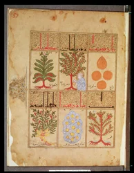 Ms. Arabe 2964 fol.57 Heilpflanzen für den Theriak, aus dem Traktat über Theriak nach Galen, 1217