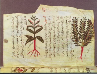 Ms. Arabe 4947 fol.84, Pflanzen aus einem Traktat von Dioscorides, 13. Jahrhundert