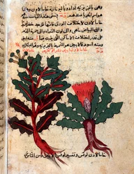 Seite aus einem medizinischen Herbarium (Manuskript)