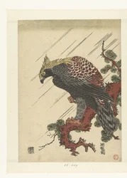 Adler auf Kieferzweig im Regen