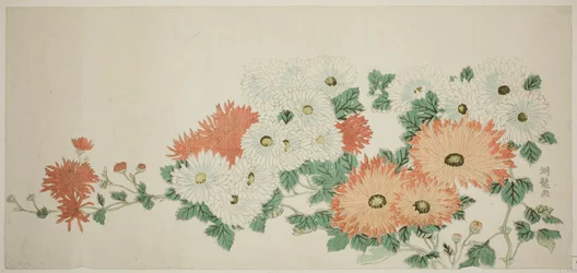 Chrysanthemen