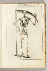 Ein Skelett, das eine Sense hält im Stil eines Sensenmannes, aus "De Anatome Corporis Humani Libri VII" von Guido Guidi