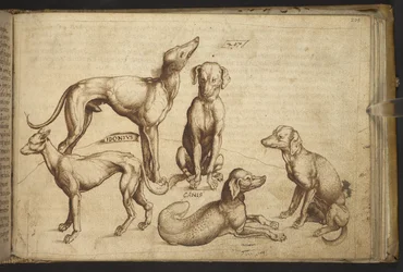 Hunde verschiedener Rassen (