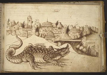 Ein Krokodil (