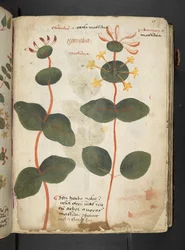 Ein Kräuterbuch, Belluno