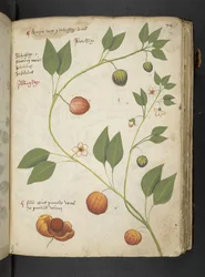 Ein Kräuterbuch, Belluno