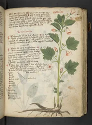Ein Kräuterbuch, Belluno