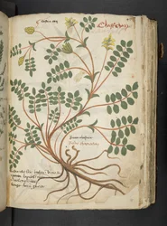 Ein Kräuterbuch, Belluno
