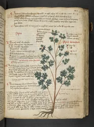 Ein Kräuterbuch, Belluno