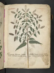 Ein Kräuterbuch, Belluno