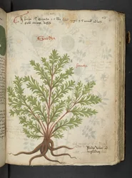 Ein Kräuterbuch, Belluno