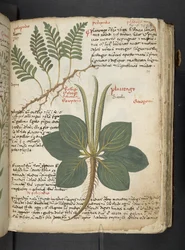 Ein Kräuterbuch, Belluno