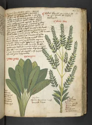 Ein Kräuterbuch, Belluno