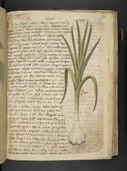 De Allio, Ein Kräuterbuch, Belluno