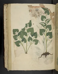Add MS 41623 f.104v Anthurium, aus 