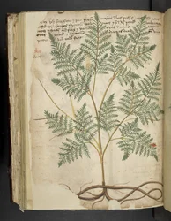 Ein Kräuterbuch, Belluno