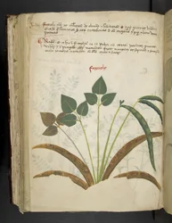 Ein Kräuterbuch, Belluno