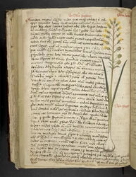 Add MS 41623 f.119v 