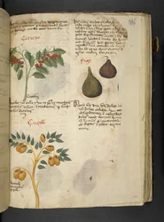 Obstbäume und Feigen, aus Ein Kräuterbuch, Belluno